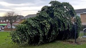 Shotton Colliery Christmas tree